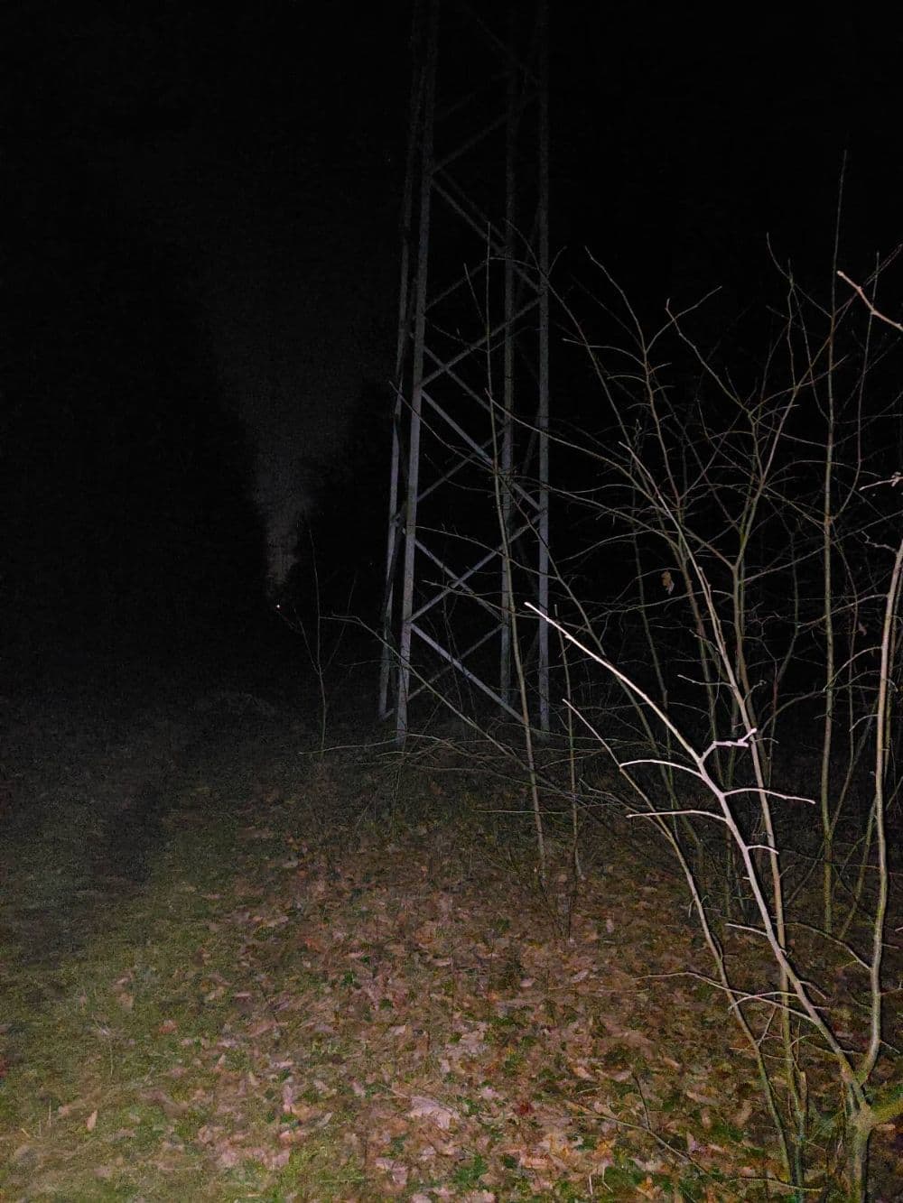 The Middle Of The Woods