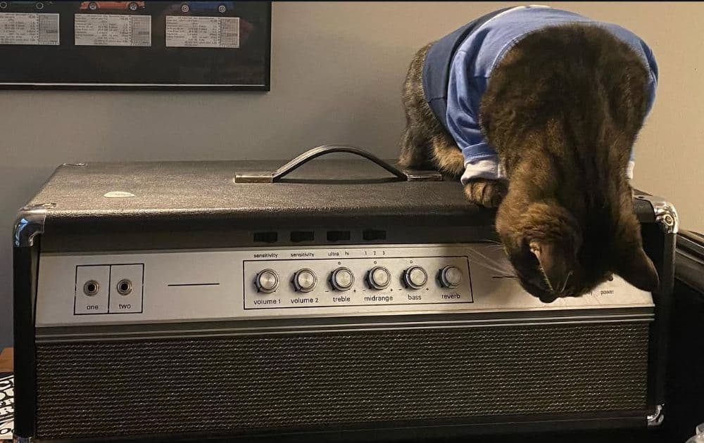 Ampeg V4