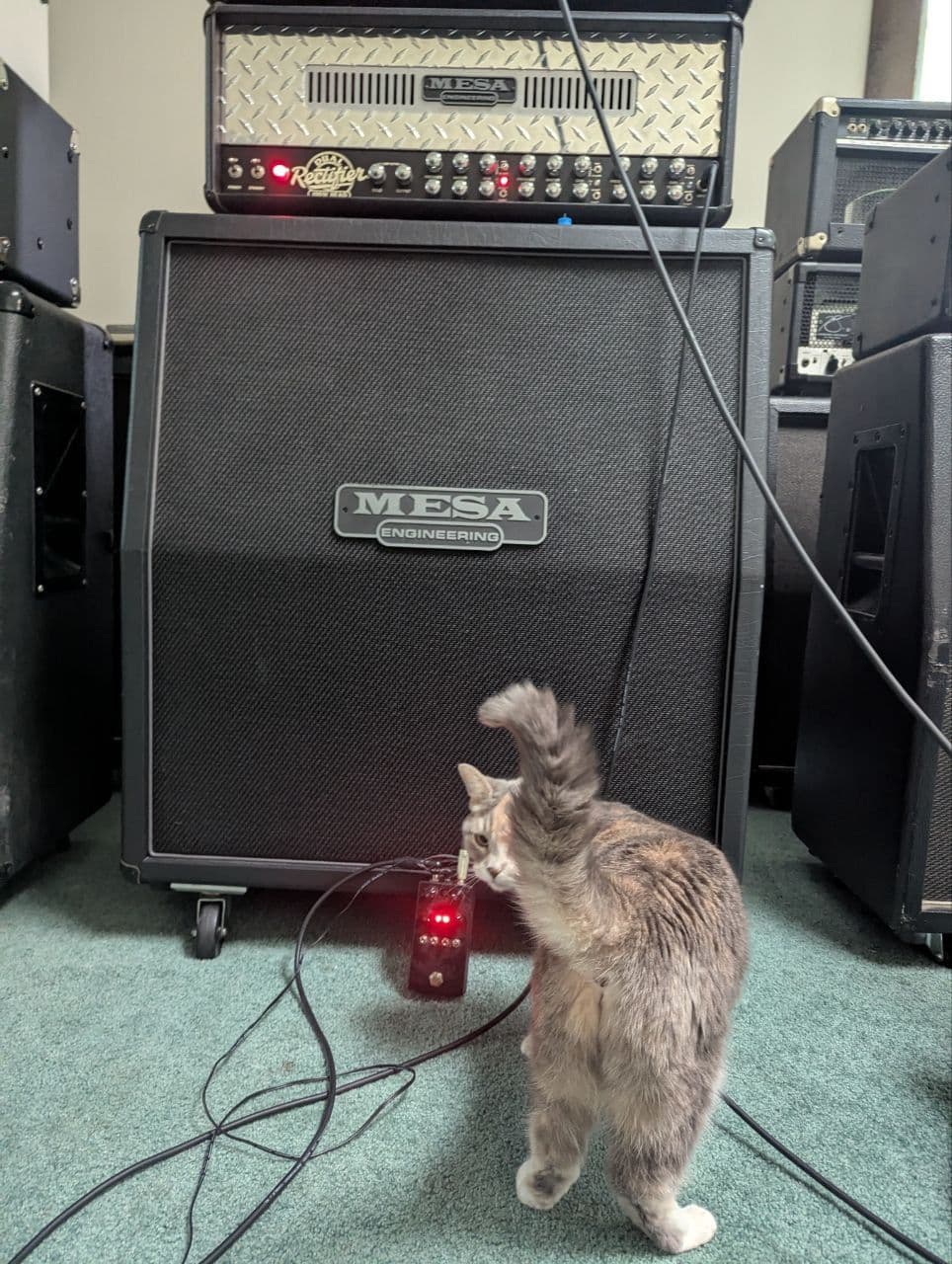 Dual Rectifier Multi-Watt - Direwolf - CatsAssMiniPack
