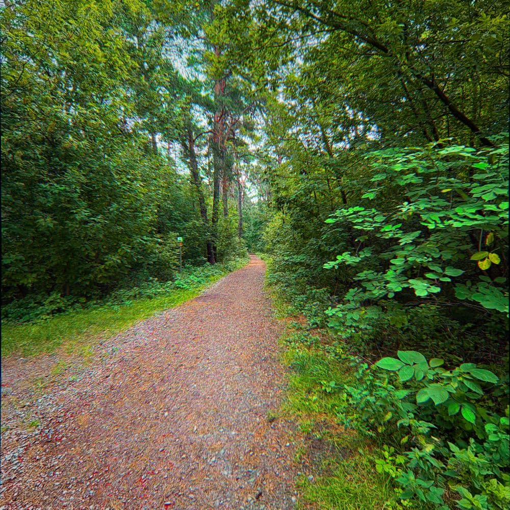 Forest Path • THAMNOS